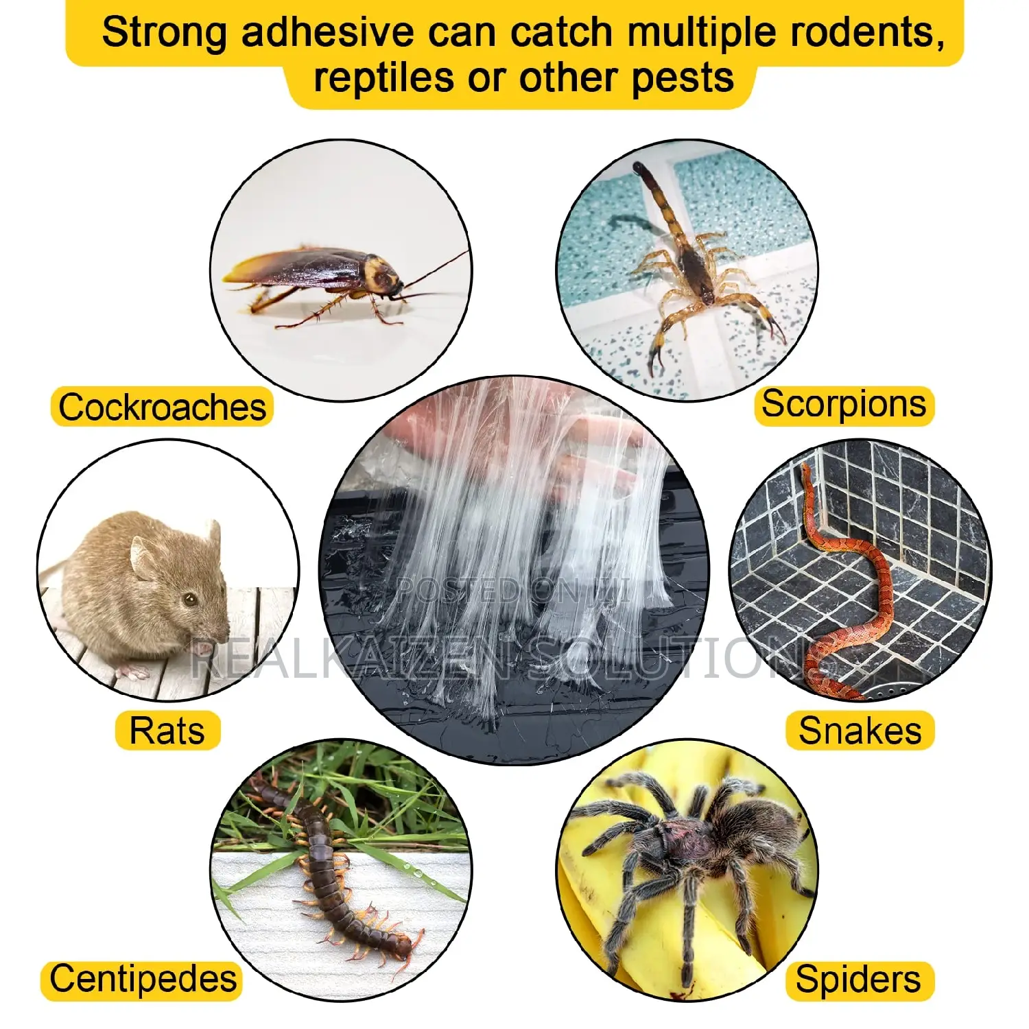 EXPERT CATCH Rat |Mice | Snake | Pests Large Glue Traps 2pcs