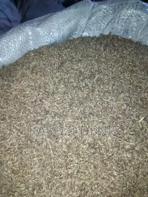 Chloris Gayana Seeds