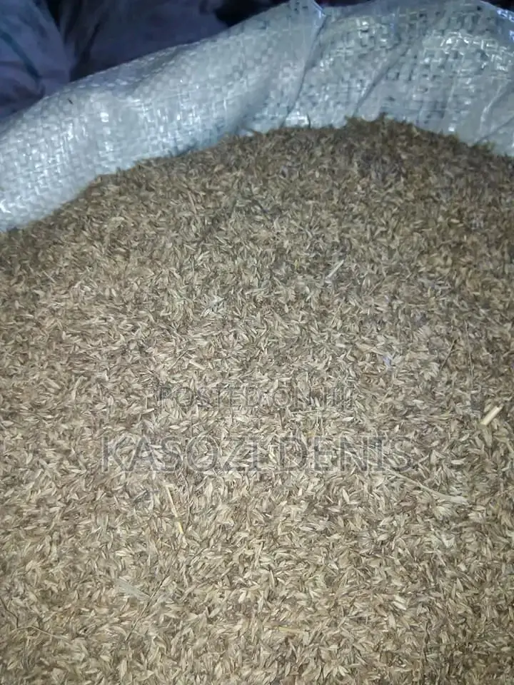 Chloris Gayana Seeds