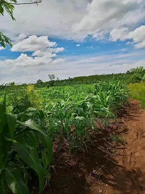 6square Miles in Hoima Each Acre at 8m