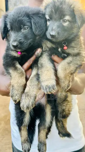 1-3 months Male Purebred German Shepherd