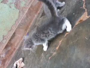 0-1 month Male Purebred American Wirehair