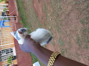 0-1 month Male Purebred Exotic