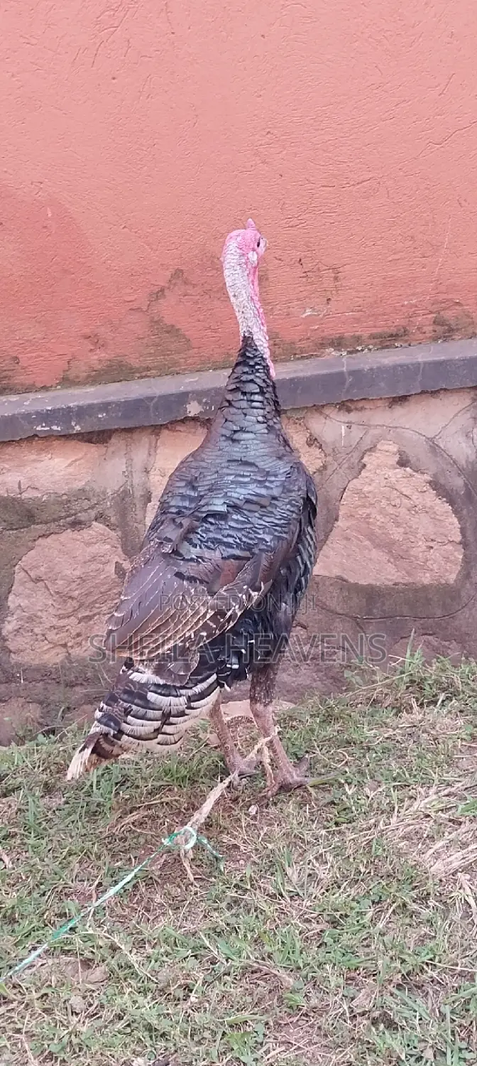 Mature Turkeys