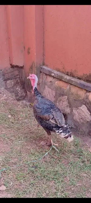 Mature Turkeys