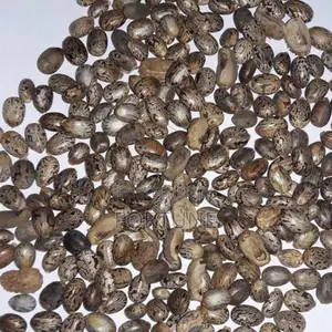 Castor Seeds Kilogram