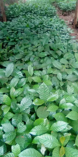Elite Coffee Seedlings