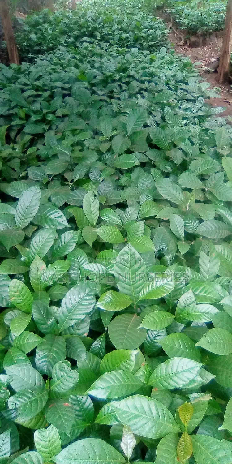 Elite Coffee Seedlings