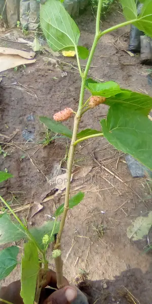 Mulberry Seedlings