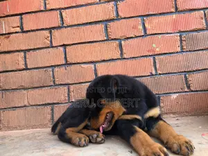 3-6 months Male Purebred Rottweiler