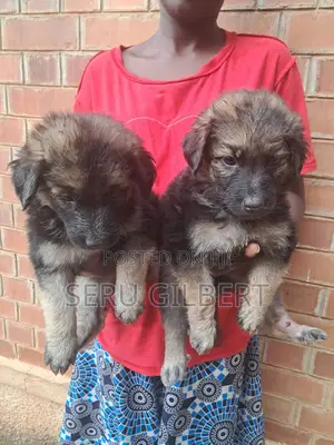 1-3 months Male Purebred German Shepherd