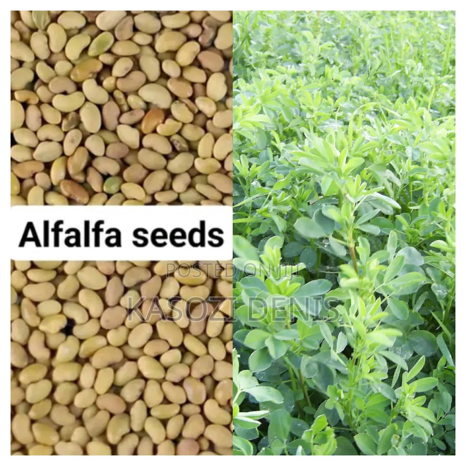 Alfalfa/ Lucerne