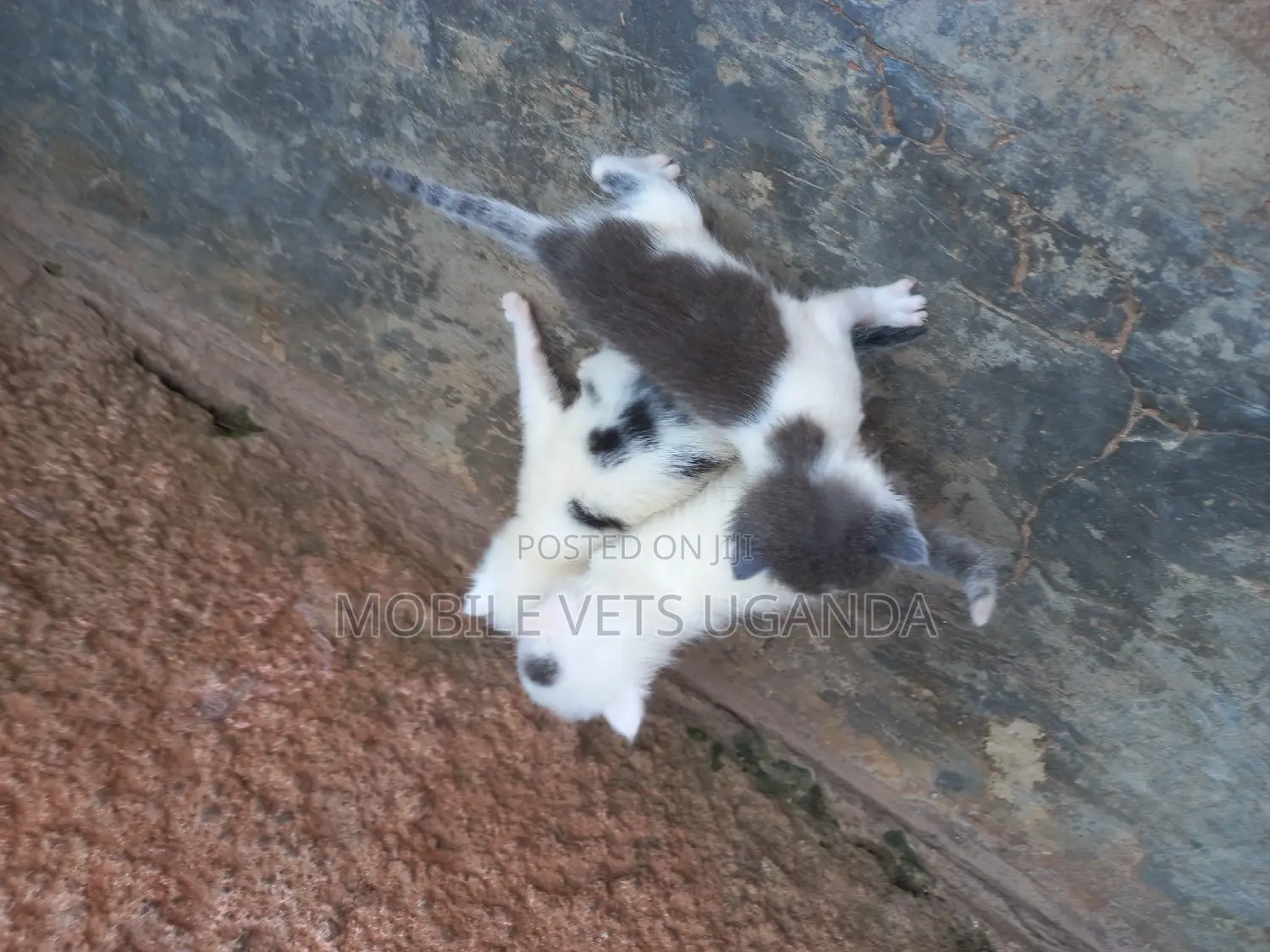 1-3 months Male Purebred Exotic