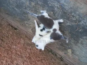 1-3 months Male Purebred Exotic