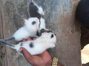 0-1 month Female Purebred American Bobtail