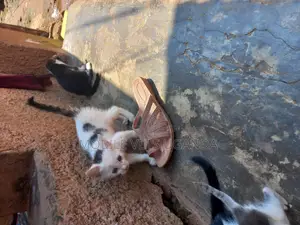 0-1 month Male Purebred American Bobtail