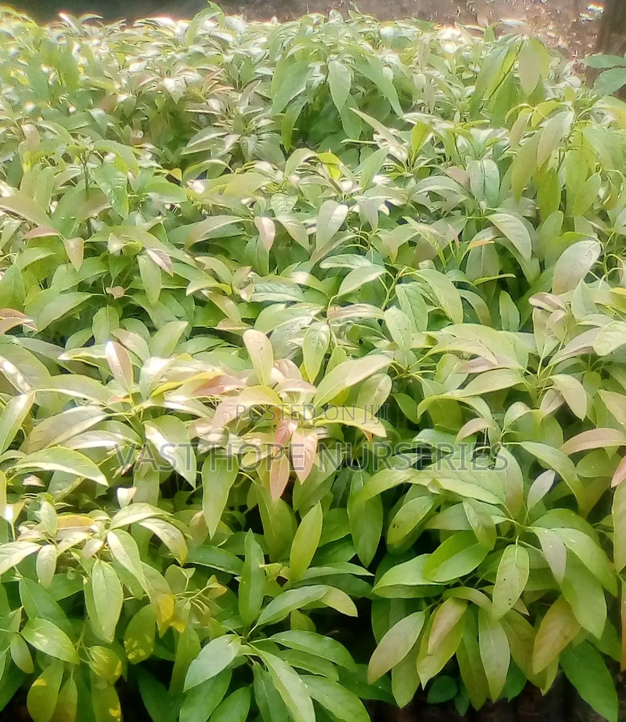 Hass Avocado Seedlings