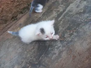 0-1 month Female Purebred Bombay