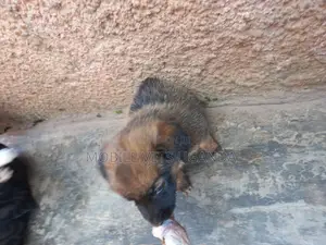 1-3 months Male Mixed Breed German Shepherd