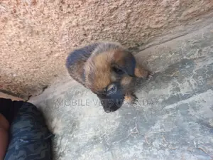 3-6 months Female Mixed Breed German Shepherd