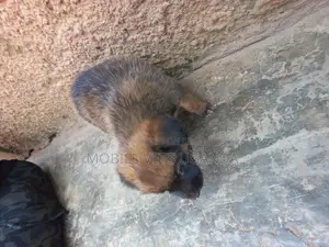 0-1 month Female Mixed Breed German Shepherd