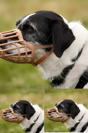 High Quality Dog Collar