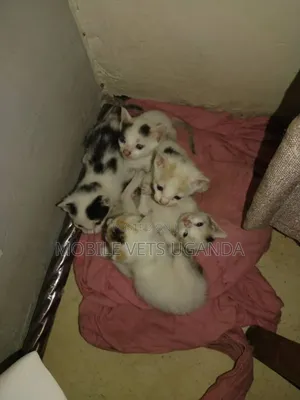 0-1 month Male Purebred Bombay