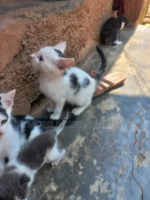0-1 month Male Purebred Bengal