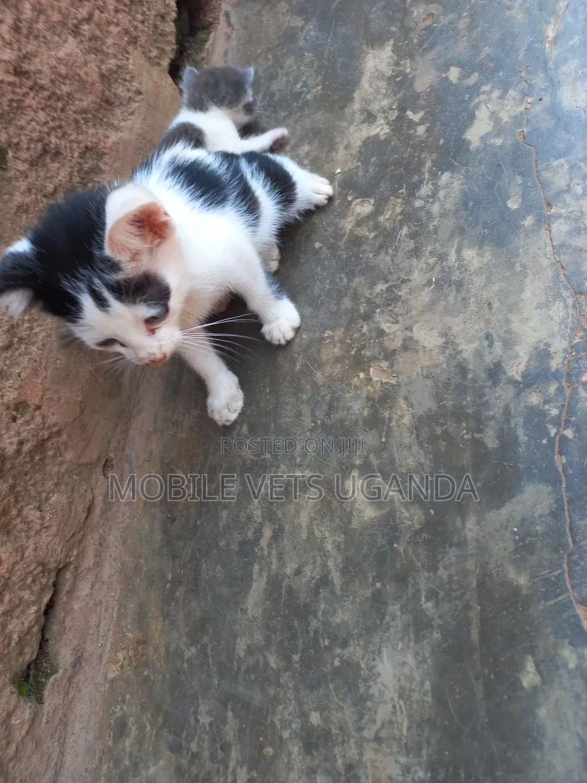 3-6 months Female Purebred Bombay