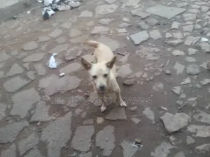6-12 months Male Purebred Chihuahua