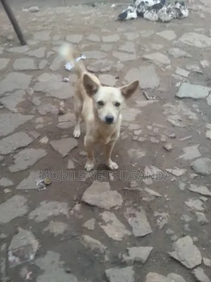 1+ year Male Purebred Chihuahua