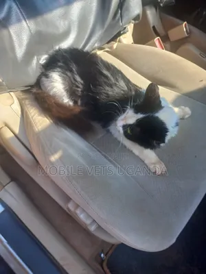 6-12 months Male Purebred American Bobtail