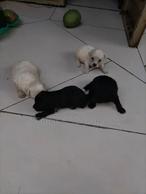 1-3 months Male Purebred Maltese
