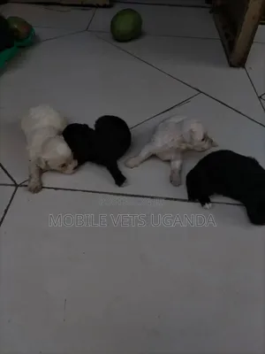 0-1 month Male Purebred Maltese