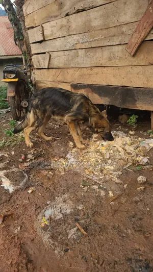 6-12 months Male Purebred German Shepherd