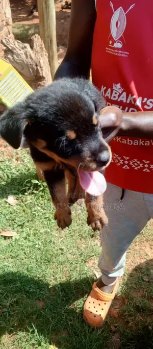 1-3 months Male Purebred Rottweiler