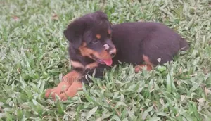 0-1 month Male Purebred Rottweiler