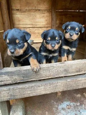 0-1 month Male Purebred Rottweiler