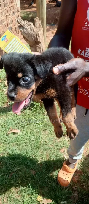 0-1 month Female Purebred Rottweiler