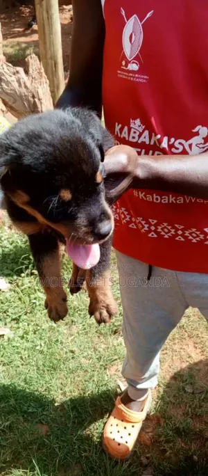 1-3 months Female Purebred Rottweiler