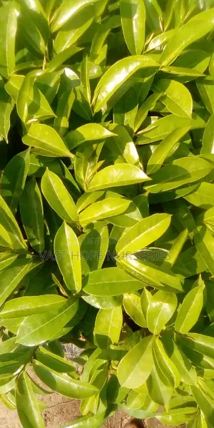 Soursop Seedlings(Ebitaferi)