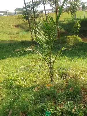 Land for Rent