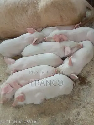 Pregnant Sows, Gilts, Boars and Piglets for Sale