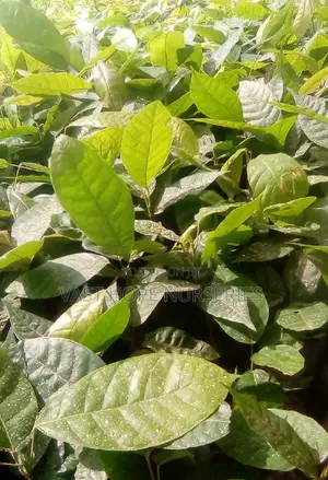 Cocoa Seedlings