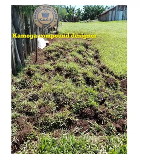 Natural Garden Paspalum Grass and Lawn Care and Maintenance