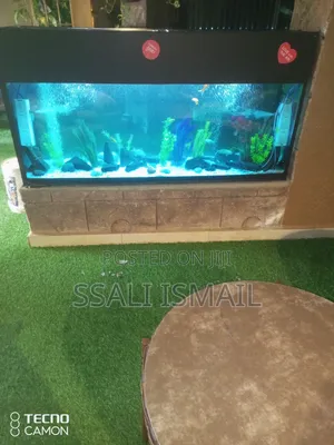 Best Aquarium With Crystal Clear Water