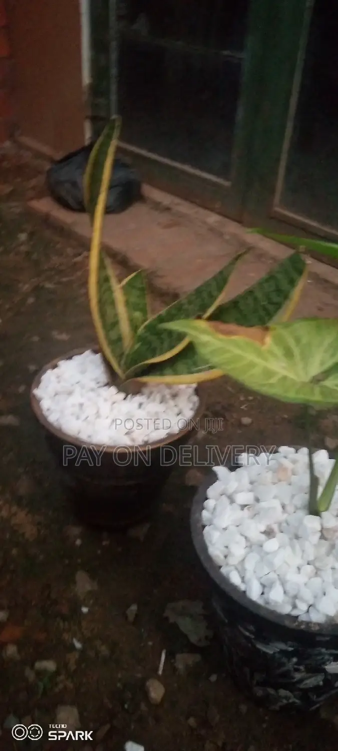 Indoor Clay Pots