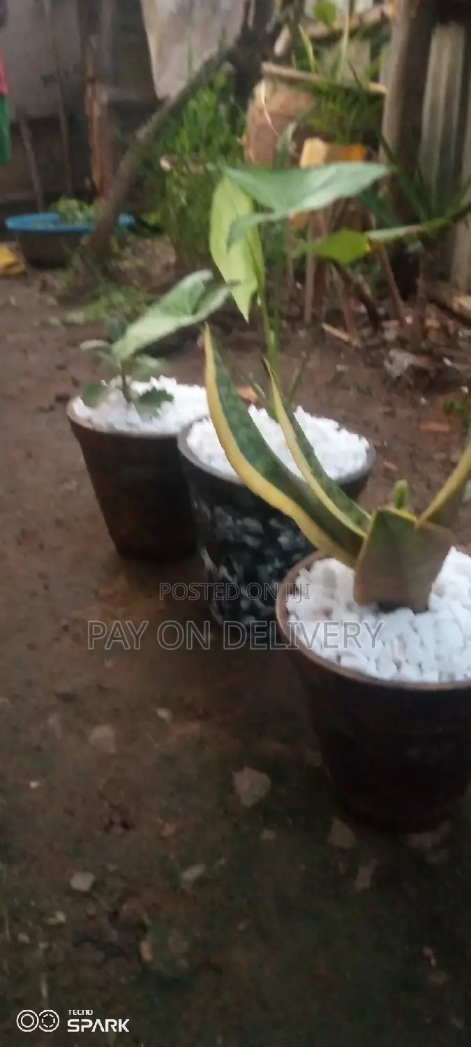 Indoor Clay Pots
