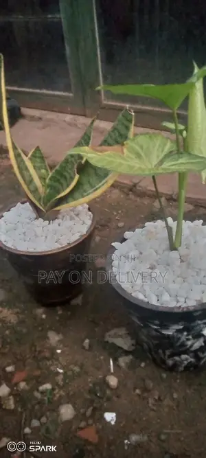 Indoor Clay Pots