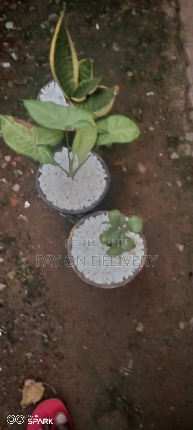 Indoor Clay Pots